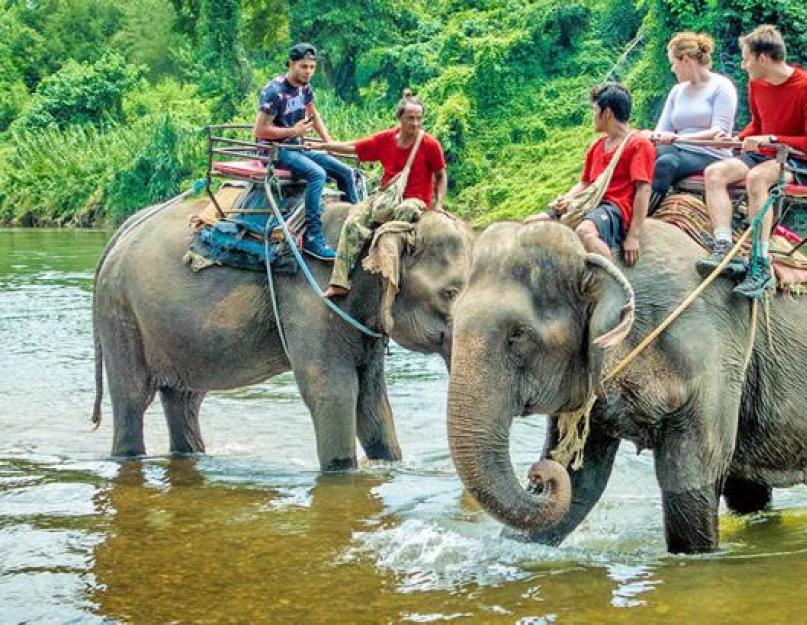 Экскурсия на слонах в паттайе. Где покататься на слонах, какое шоу трансвеститов лучше и другие советы по достопримечательностям паттайи. Один час на слонах