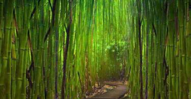 Долина черного бамбука - одна из сильнейших аномальных зон земли